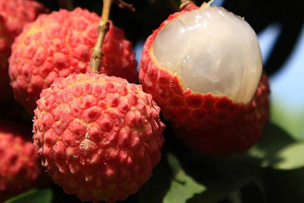 荔枝一天吃多少较合适(荔枝一天吃多少颗合适)