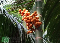 吃槟榔能解酒吗,槟榔放在白酒里能解酒吗?