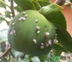 柿子长白点能吃吗?,长白点的柿子还能吃吗