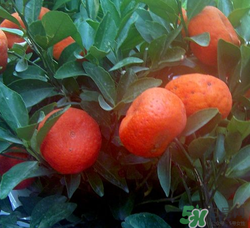 桔子籽的功效和作用禁忌,桔子籽的功效和作用