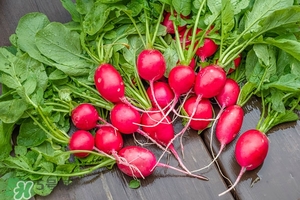 萝卜的根有什么作用,圆根萝卜的营养价值及功效 萝卜的根有什么作用,圆根萝卜的营养价值及功效