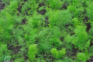 小茴香能泡水喝吗有什么作用,小茴香可以泡开水喝吗 小茴香能泡水喝吗有什么作用,小茴香可以泡开水喝吗