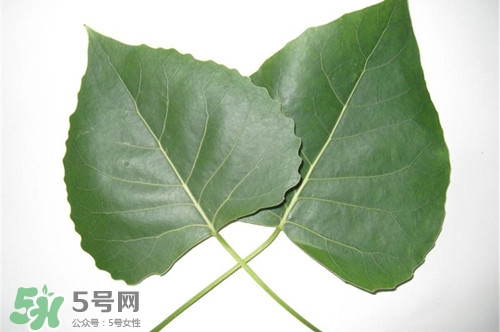 杨树叶子可以吃吗,杨树叶子能吃吗