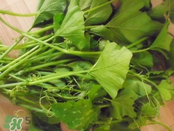 南瓜叶可以吃吗,南瓜叶吃了有什么好处 南瓜叶可以吃吗,南瓜叶吃了有什么好处