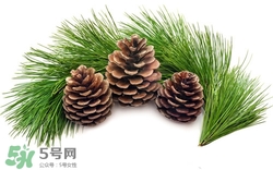 吃松叶有什么作用,松叶的功效和作用 松叶有什么功效
