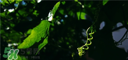 丝瓜藤的功效和作用,丝瓜藤的功效和作用,丝瓜藤的副作用