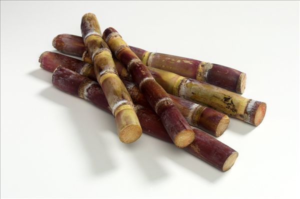 甘蔗叶有什么用途,甘蔗叶有什么用可以喂养家畜吗?