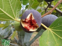 无花果皮可以吃吗的功效和作用,新鲜的无花果皮能吃吗 无花果皮可以吃吗的功效和作用,新鲜的无花果皮能吃吗