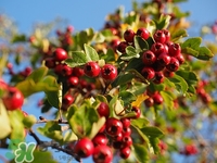 有结石能吃山楂吗,吃山楂片容易得结石吗
