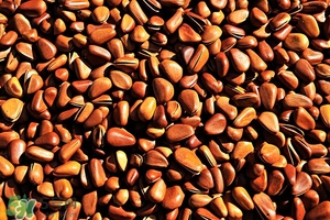 松子不脆了怎样弄脆?,松子炒出来不脆是什么原因