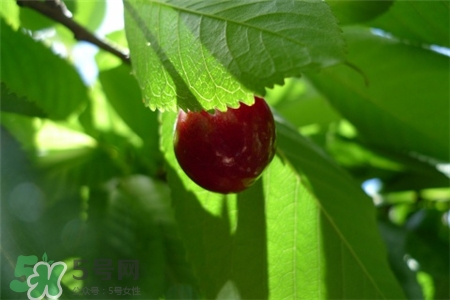 车厘子可以补血是么,车厘子有没有补血的功效 车厘子可以补血是么,车厘子有没有补血的功效