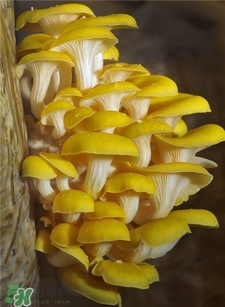 榆黄蘑功效和禁忌,榆黄菇的营养价值