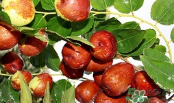 来月经能吃酸枣吗,月经期能吃酸枣仁吗