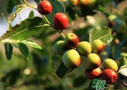 糖尿病可以吃酸枣吗,酸枣含糖量高吗糖尿病可以吃酸枣吗