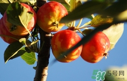 沙果酒怎么酿,沙棘果可以酿酒吗 沙果酒怎么酿,沙棘果可以酿酒吗