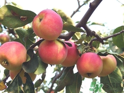 沙果孕妇可以吃吗,沙果是不是水果