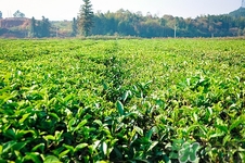 铁观音能和菊花在一起泡茶吗,铁观音茶叶可以和菊花一起泡吗 铁观音能和菊花在一起泡茶吗,铁观音茶叶可以和菊花一起泡吗