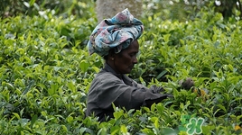 柠檬能和铁观音一起泡着喝吗,铁观音和柠檬片一起可以泡水喝吗?