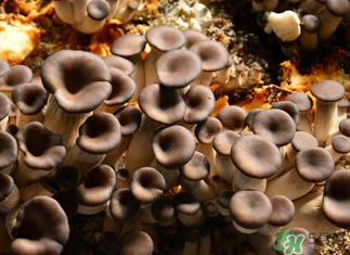 平菇是什么颜色的,平菇是什么颜色的,长什么样子 平菇是什么颜色的,平菇是什么颜色的,长什么样子