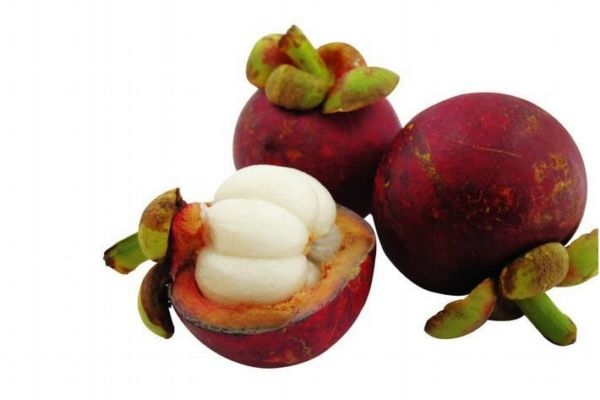 细辛的产地在哪里(细辛的产地是哪里)