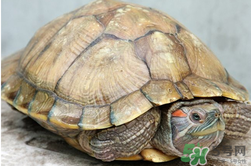 隔夜的乌龟肉能吃吗,乌龟肉能吃吗,如何烹饪