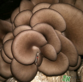 平菇放冰箱能放多久,新鲜的平菇放冰箱可以保存多久 平菇放冰箱能放多久,新鲜的平菇放冰箱可以保存多久