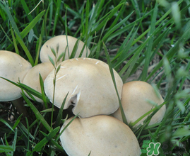 草菇的营养价值及功效和作用,香菇有什么营养