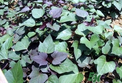 红薯苗的营养价值和功效,红薯苗能吃吗