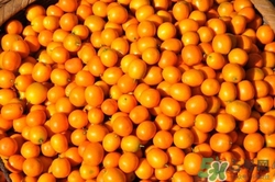 孕妇金桔能吃吗,孕妇能不能吃金桔, 金桔的好处