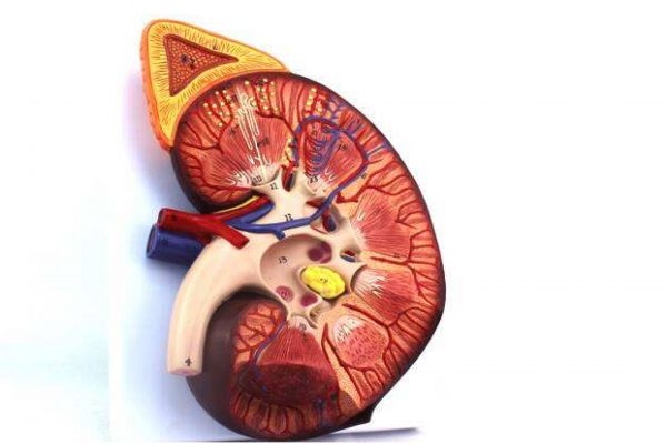 肾衰竭应该怎么治疗呢(肾衰竭要怎么治疗)