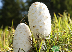 各种蘑菇图片及名称,蘑菇的种类