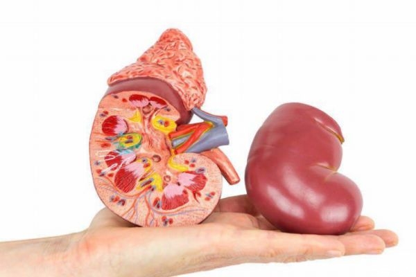 肾结石的症状有什么呢(肾结石的症状是什么) 肾结石的症状有什么呢(肾结石的症状是什么)