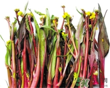 红菜苔是什么,紫菜薹的营养价值和功效