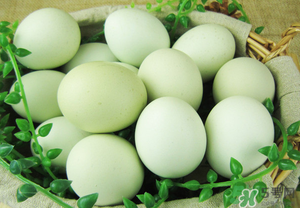 绿壳鸡蛋的介绍,什么是绿壳鸡蛋