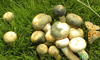 鹿茸菇的作用,蘑菇有什么营养价值