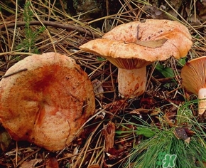 松乳菇的营养价值及功效,松乳菇的营养价值