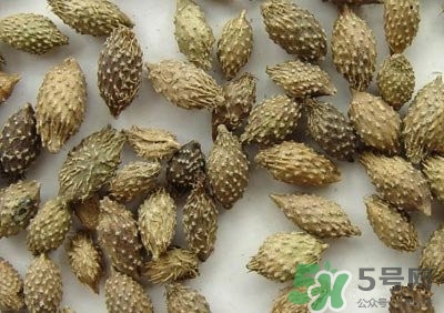 苍耳子有没有毒,苍耳子是不是有毒