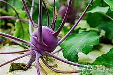 苤蓝的营养价值及功效和作用,苤蓝营养价值是什么