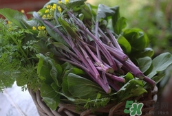 红菜苔怎么做好吃,如何处理红菜苔