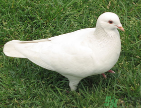 鸽子是发物吗肿瘤的人可以吃吗,鸽子是发物吗?手术后能不能吃