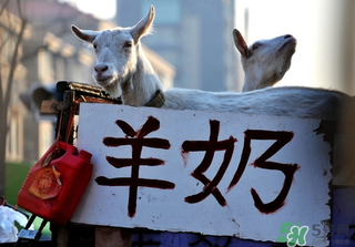 喝鲜羊奶的功效和作用,鲜羊奶的好处和功效
