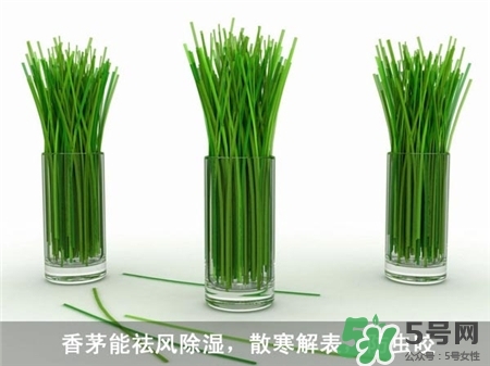 香茅草有什么作用和功效,香茅草的功效和作用及食用方法 香茅草有什么作用和功效,香茅草的功效和作用及食用方法