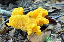 鸡油菌的功效和作用及食用,鸡油菌是什么