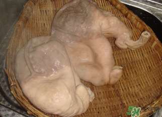 猪大肠是什么部位,猪大肠里面是什么