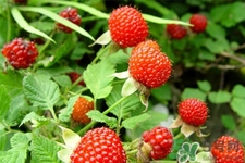 刺泡是什么,刺泡是什么水果