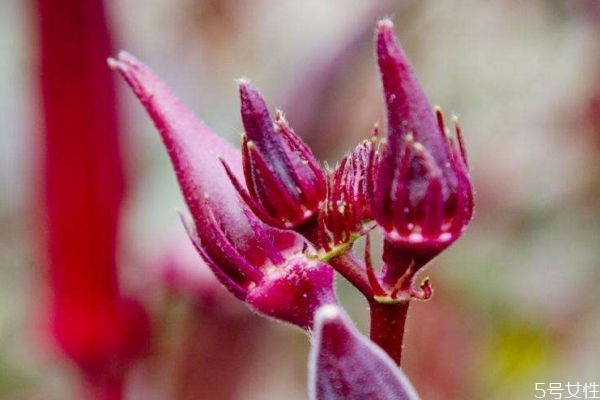 现在的秋葵多少钱一斤,秋葵市场价格多少一斤