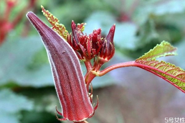 红秋葵能生吃吗,生的秋葵可以吃吗