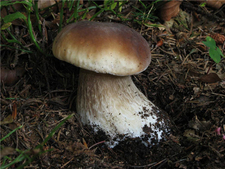 牛肝菌功效和牛肝菌的功效和作用,牛肝菌功效和营养价值