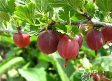 灯笼果的皮能不能吃,灯笼果要剥皮吃吗