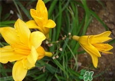 黄花菜吃了会过敏吗,吃黄花菜过敏症状,如何治疗